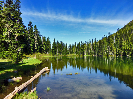 Pine forest lake